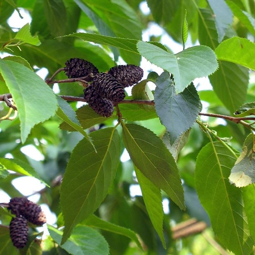 Alnus x spaethii (Harvest)