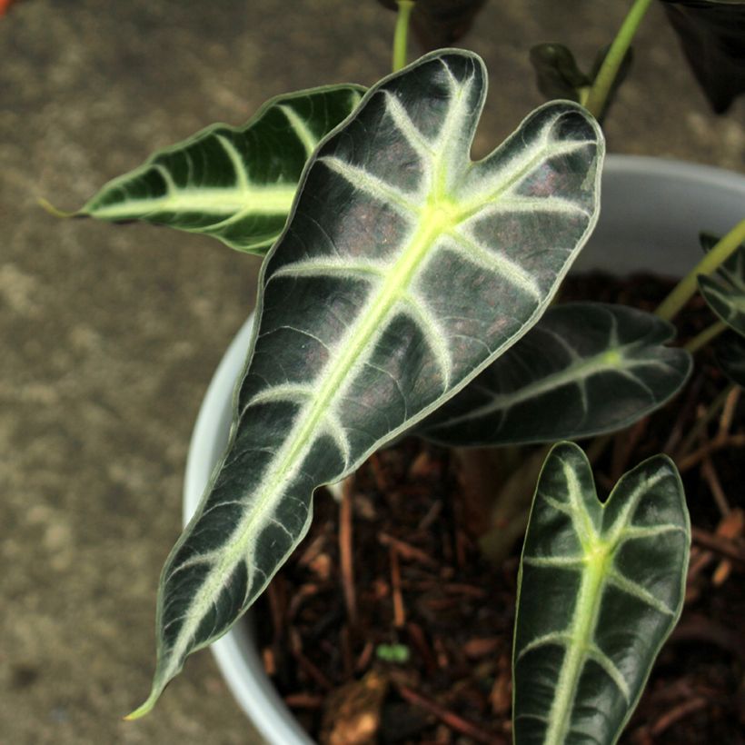 Alocasia Bambino - Oreja de elefante (Foliage)