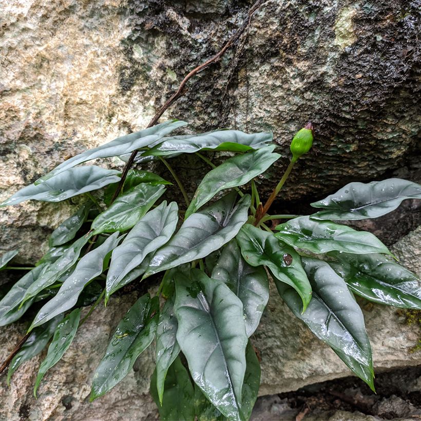 Alocasia reversa - Elephant ear (Plant habit)