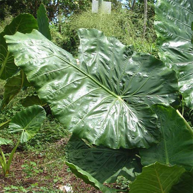 Alocasia macrorrhizos (Foliage)