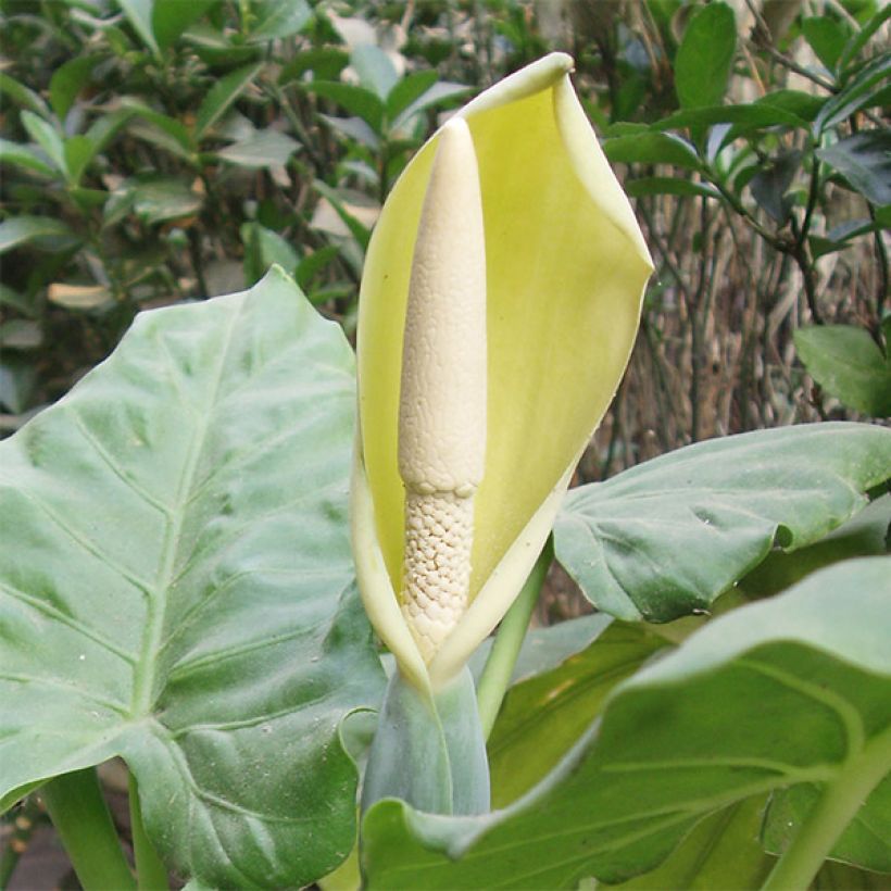 Alocasia macrorrhizos (Flowering)