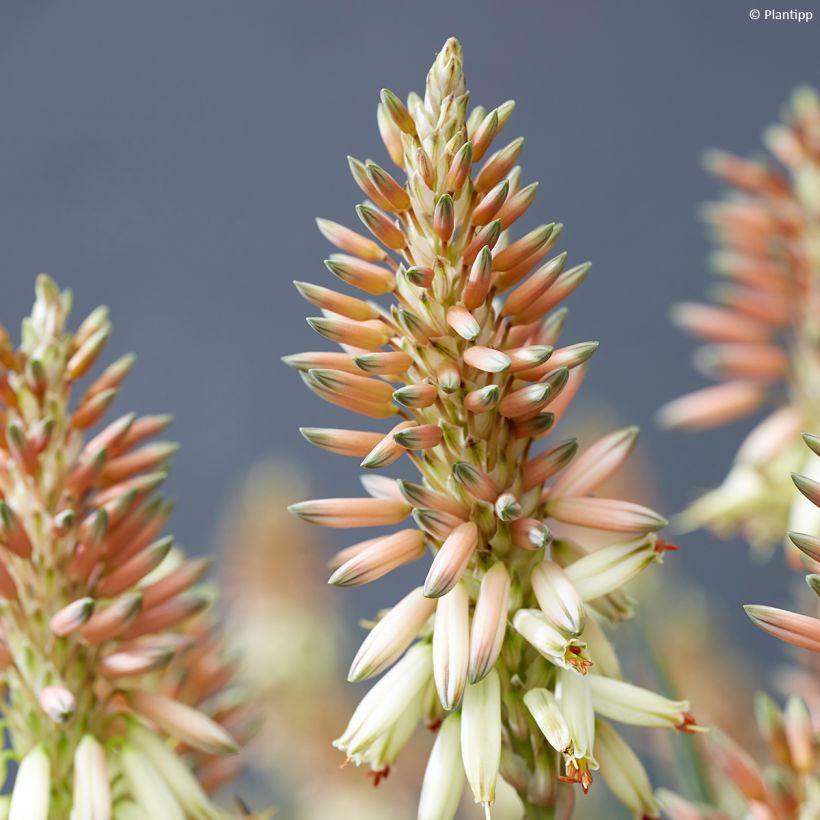 Aloe Safari Sunrise (Flowering)