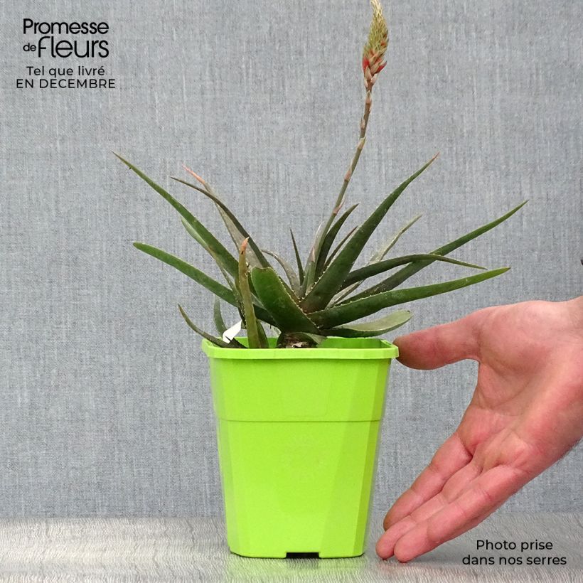 Aloe Safari Sunrise 1L/1.5L pot sample as delivered in winter