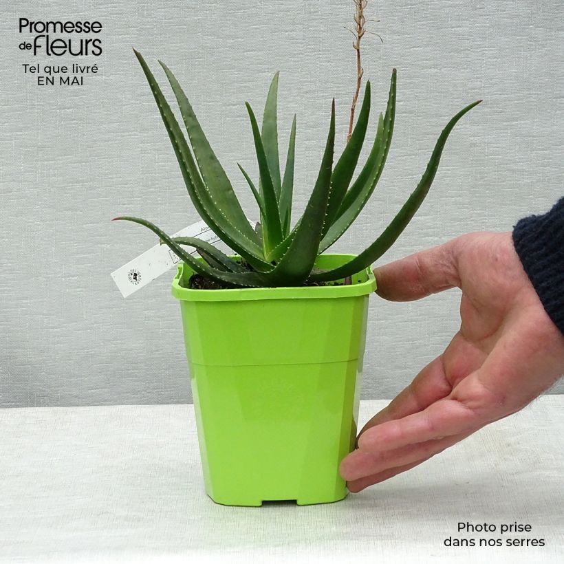 Aloe Safari Sunrise 1L/1.5L pot sample as delivered in spring