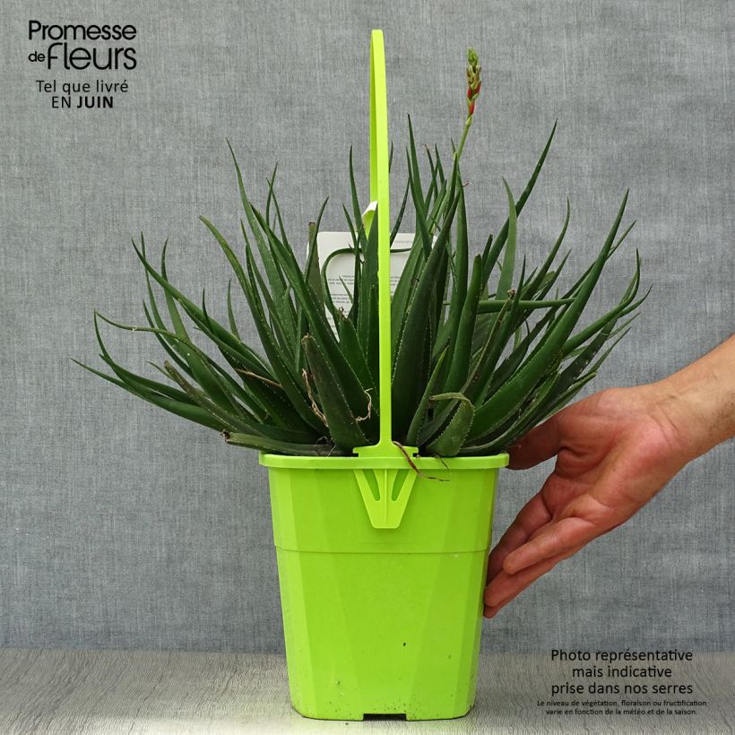 Aloe Safari Sunrise 3L/4L pot sample as delivered in summer