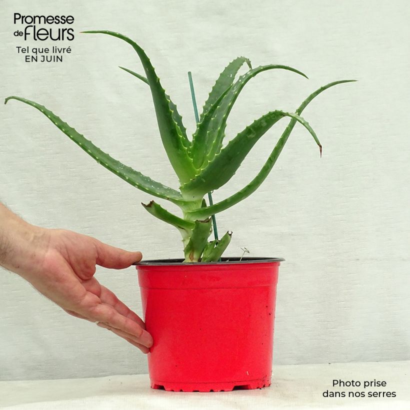 Aloe arborescens 2L/3L pot sample as delivered in summer