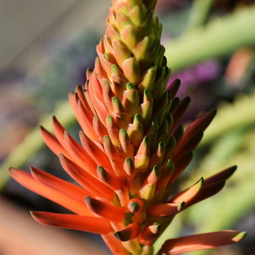 Aloe arborescens (Flowering)