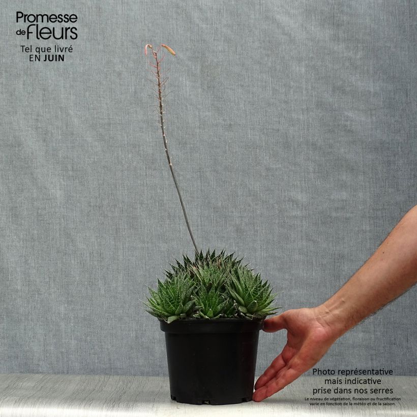 Aloe aristata   2L/3L pot sample as delivered in summer