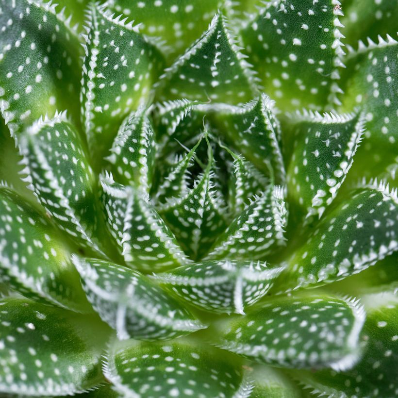 Aloe aristata   (Foliage)