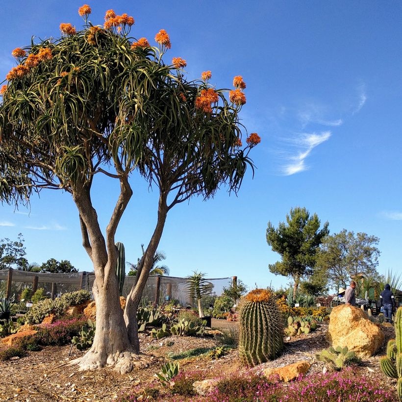 Aloidendron barberae (Plant habit)