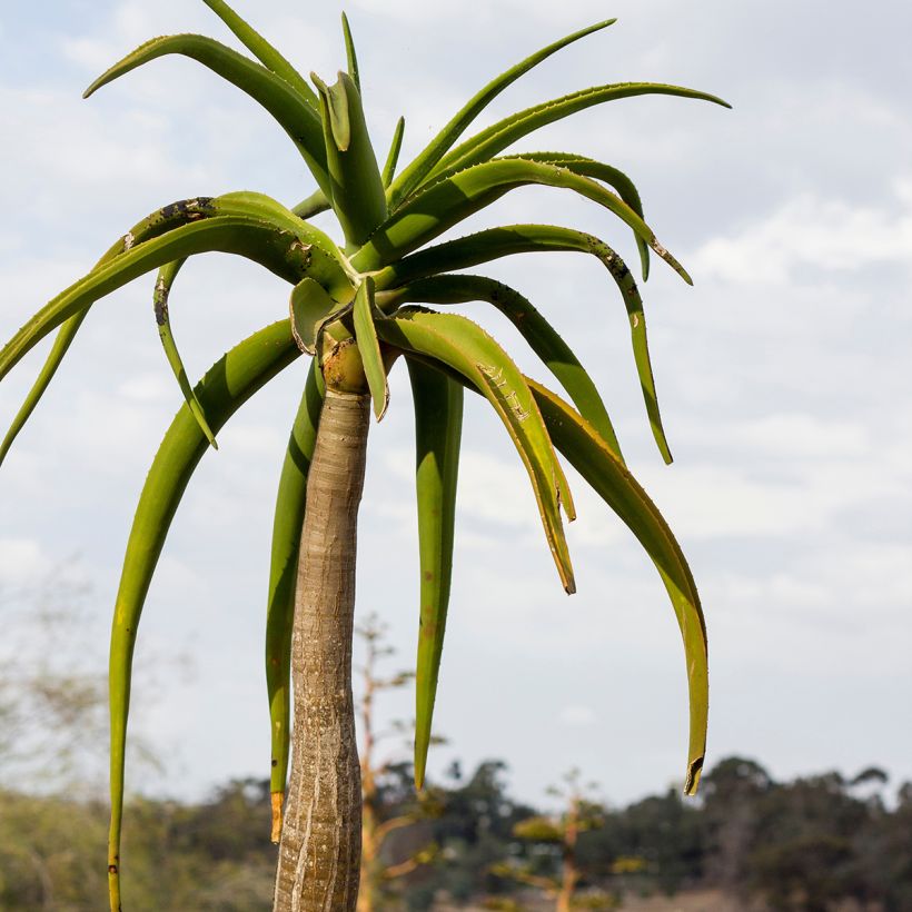 Aloidendron barberae (Foliage)