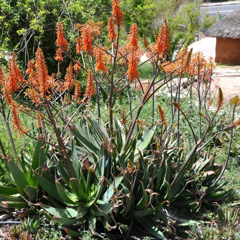 Aloe brevifolia   (Flowering)