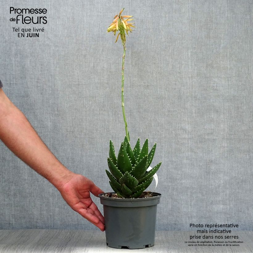 Aloe brevifolia   2L/3L pot sample as delivered in summer