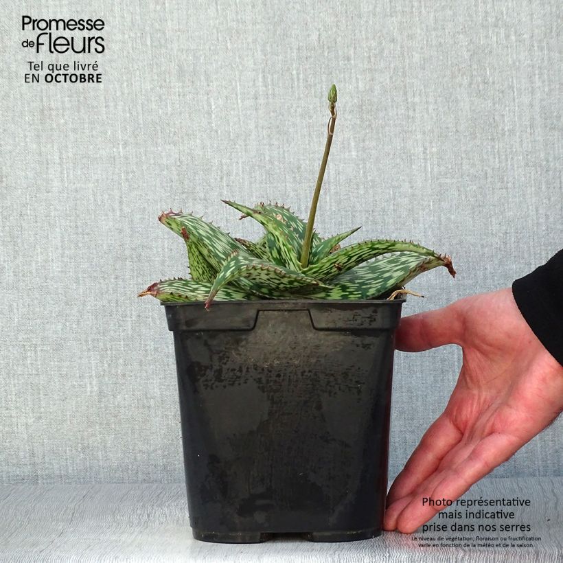 Aloe harlana 3L/4L pot sample as delivered in autumn