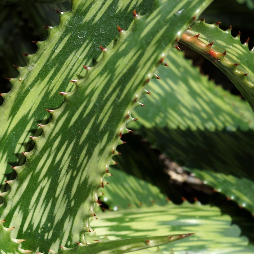 Aloe harlana (Foliage)