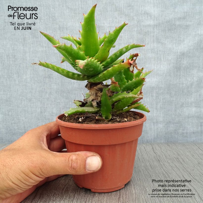 Aloe morogoroensis  12cm pot sample as delivered in summer