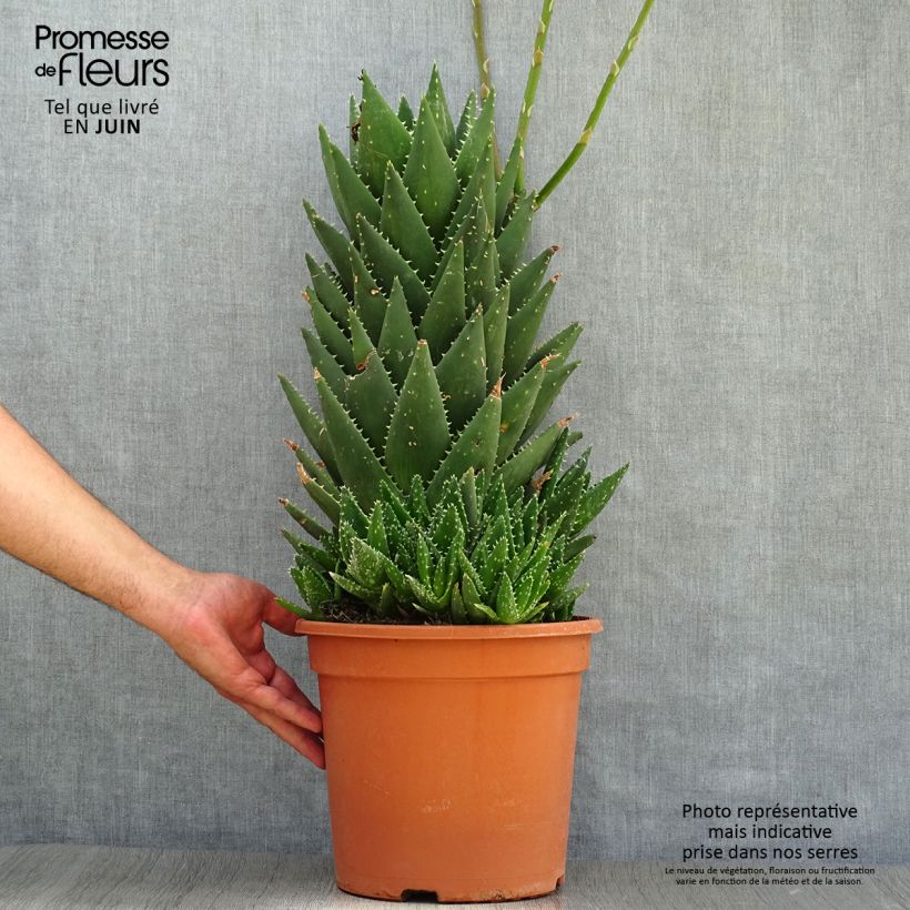 Aloe perfoliata (mitriformis)   7.5L/10L pot sample as delivered in summer
