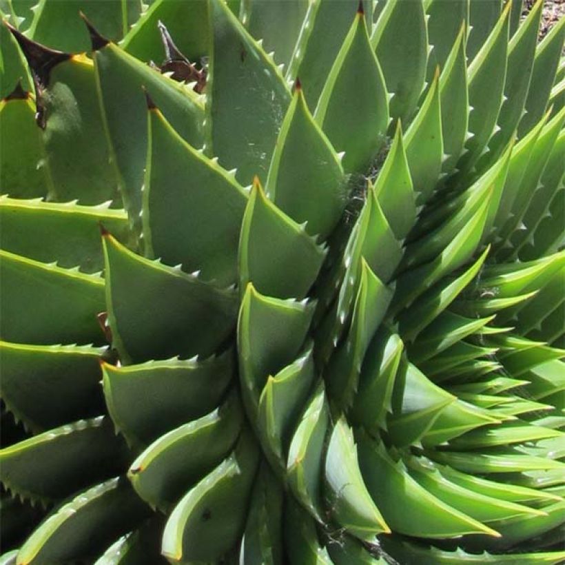 Aloe polyphylla   (Foliage)