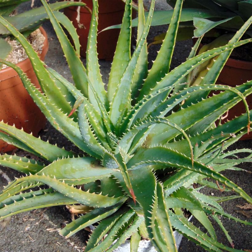 Aloe x spinosissima   (Plant habit)