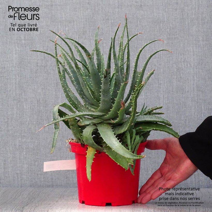 Aloe x spinosissima   2L/3L pot sample as delivered in autumn
