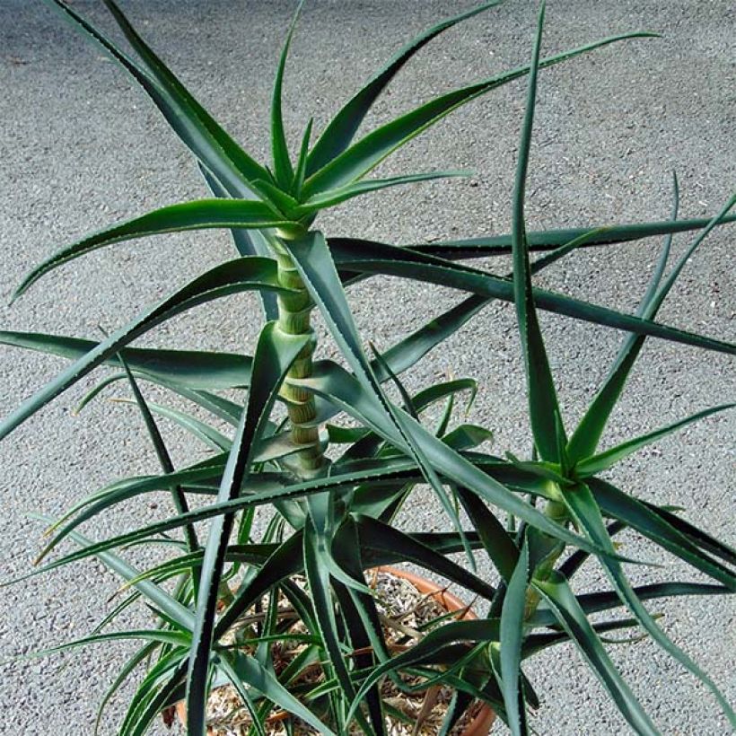 Aloe striatula (Plant habit)