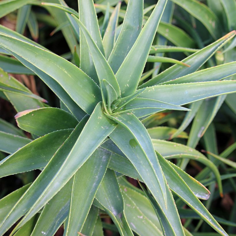 Aloe striatula (Foliage)