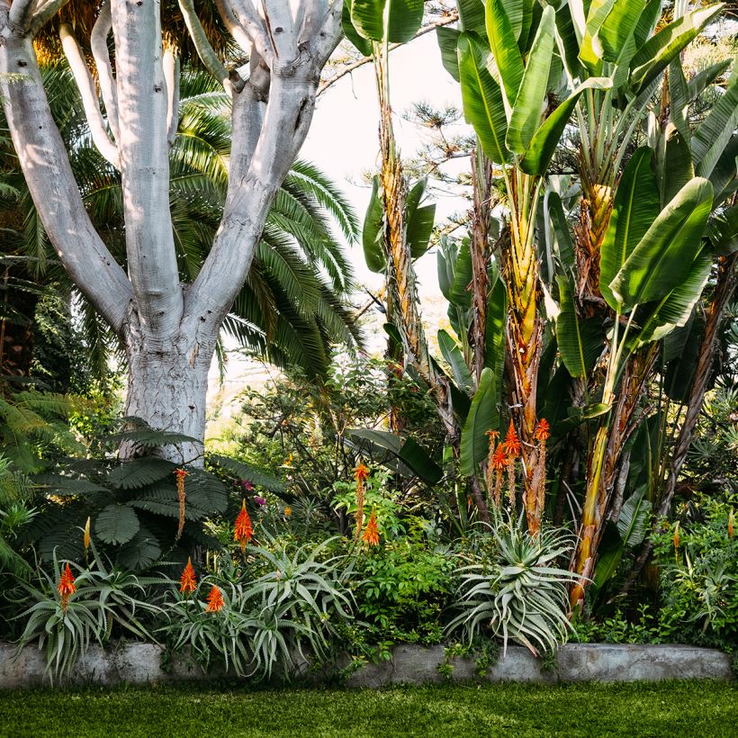 Aloe vera  (Plant habit)