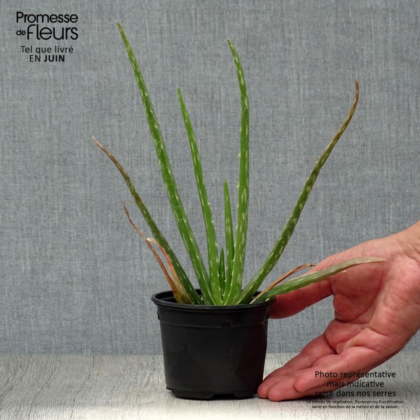 Aloe vera  7/8 cm pot sample as delivered in summer