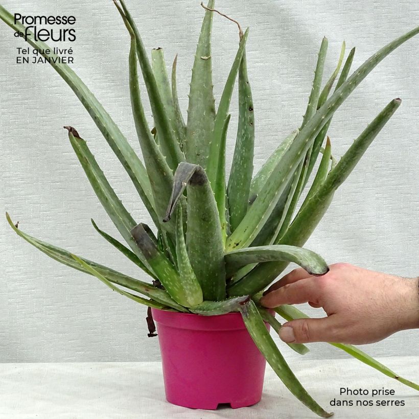 Aloe vera  sample as delivered in winter