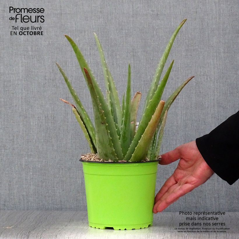 Aloe vera  2L/3L pot sample as delivered in autumn