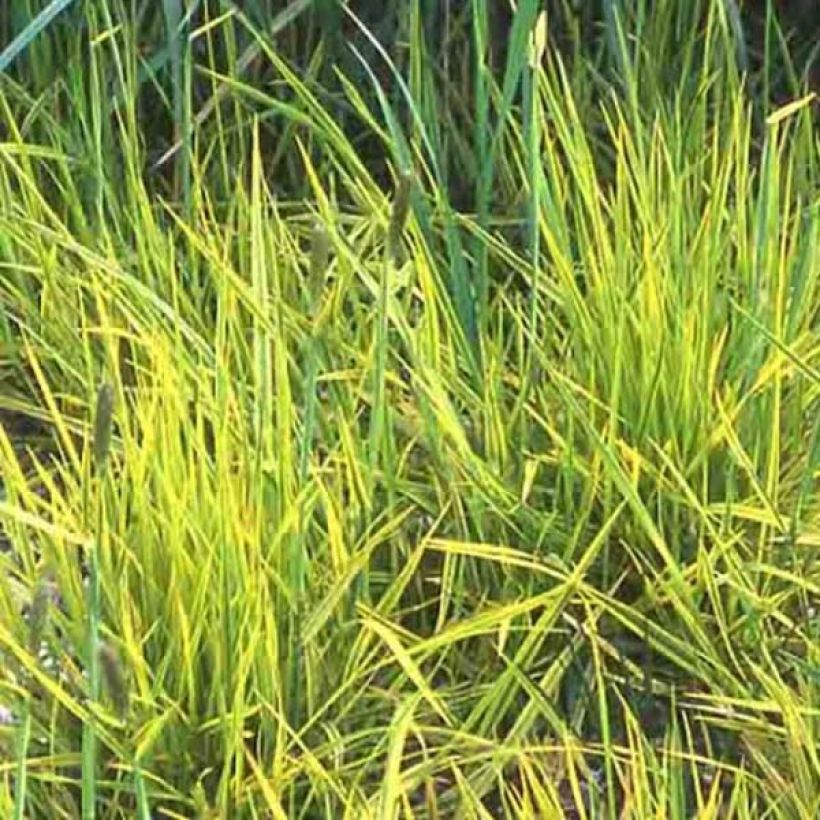 Alopecurus pratensis Aureovariegatus (Foliage)