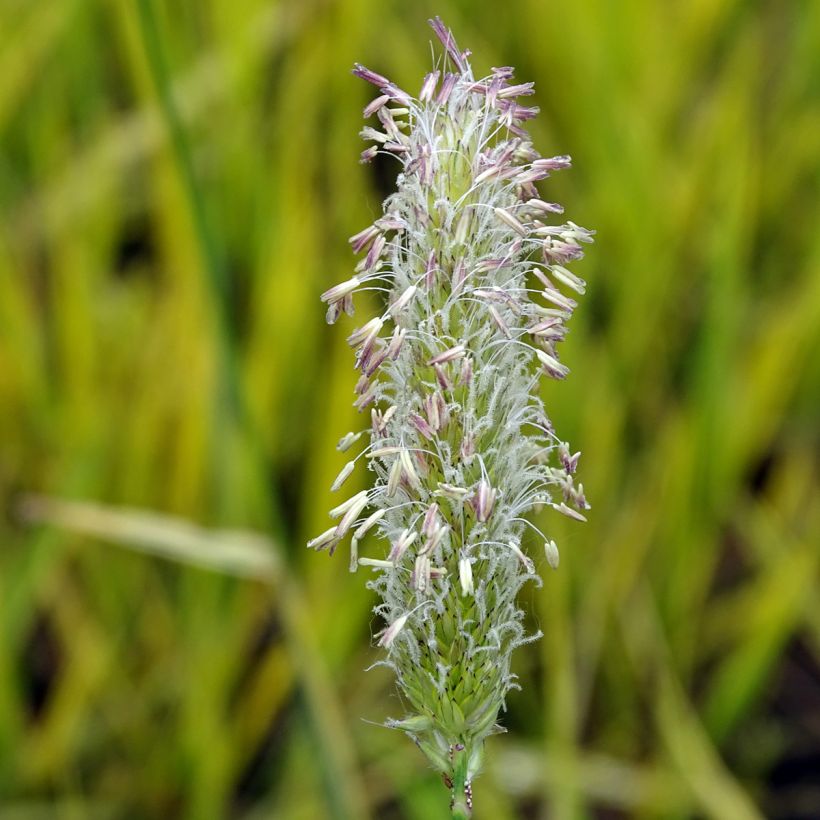 Alopecurus pratensis Aureovariegatus (Flowering)