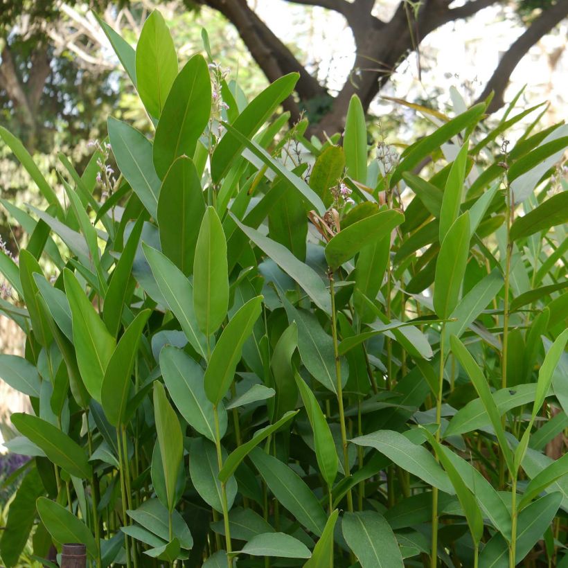 Alpinia galanga  (Foliage)