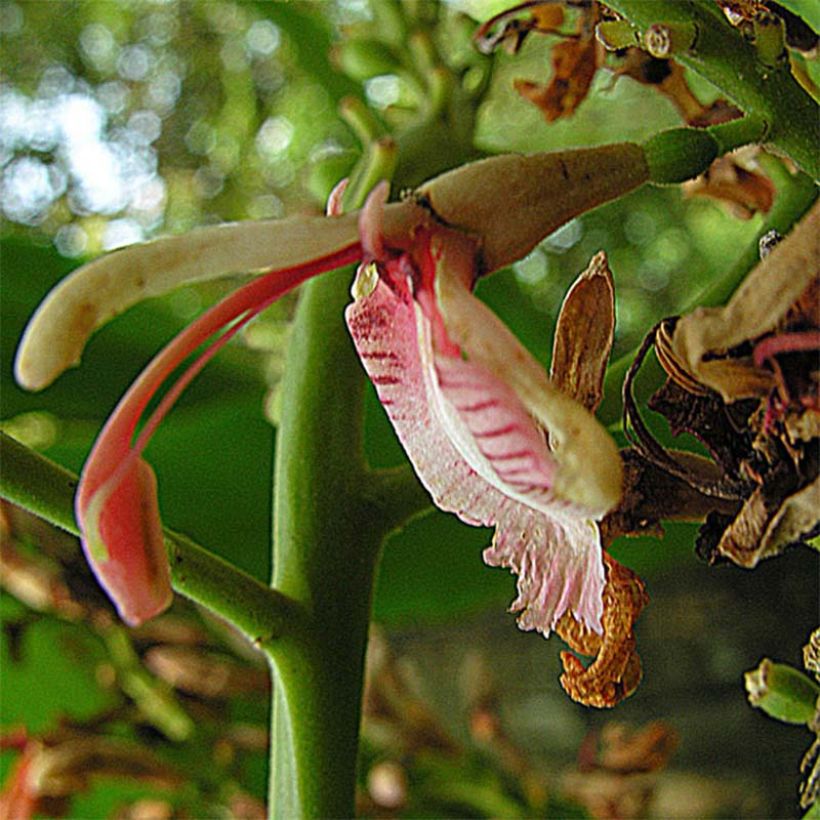 Alpinia galanga  (Flowering)