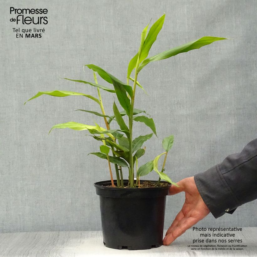 Alpinia galanga - Greater Galangal 2L/3L pot sample as delivered in spring