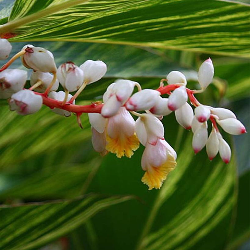 Alpinia zerumbet Variegata (Flowering)