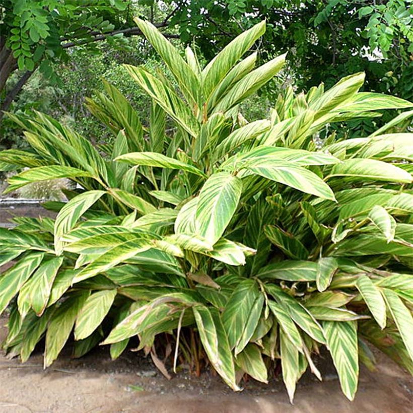 Alpinia zerumbet Variegata (Plant habit)