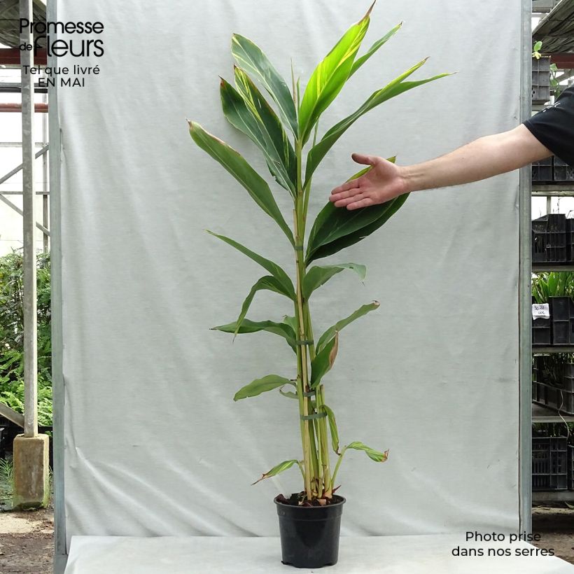 Alpinia zerumbet Variegata sample as delivered in spring