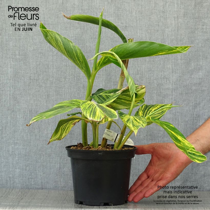 Alpinia zerumbet Variegata 2L/3L pot sample as delivered in summer