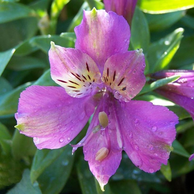 Alstroemeria Inca Lake - Peruvian Lily (Flowering)