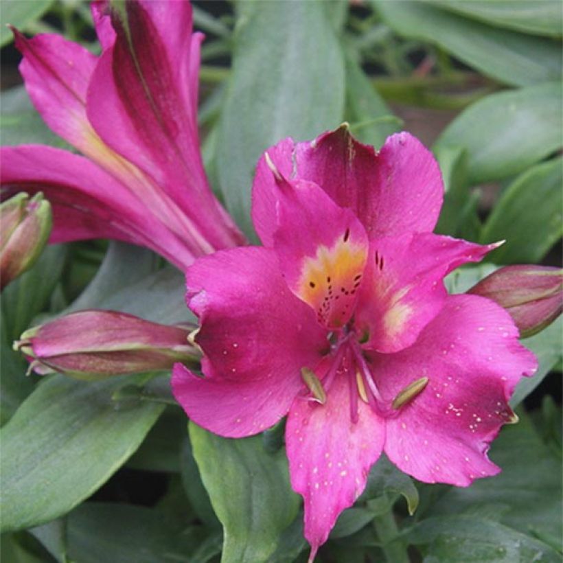 Alstroemeria Inca Yuco - Peruvian Lily (Flowering)
