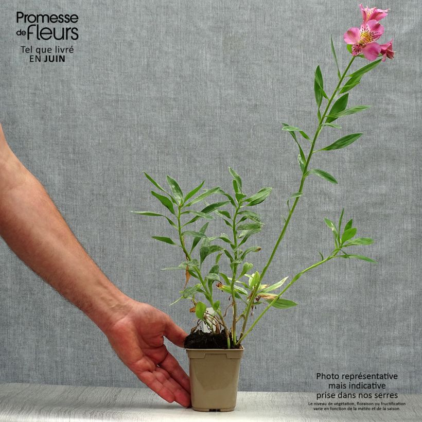 Alstroemeria Duc d'Anjou Charles 8/9 cm pot sample as delivered in summer