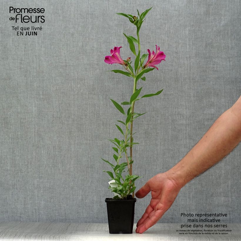 Alstroemeria Duc d'Anjou Edouard 8/9 cm pot sample as delivered in summer
