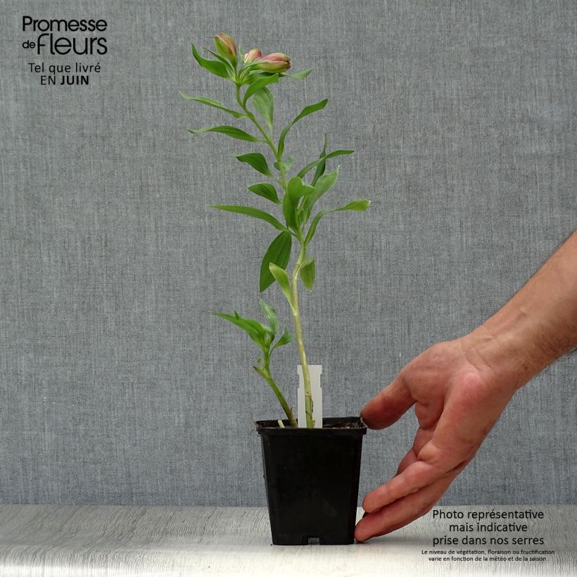 Alstroemeria Duc d'Anjou François 8/9 cm pot sample as delivered in summer