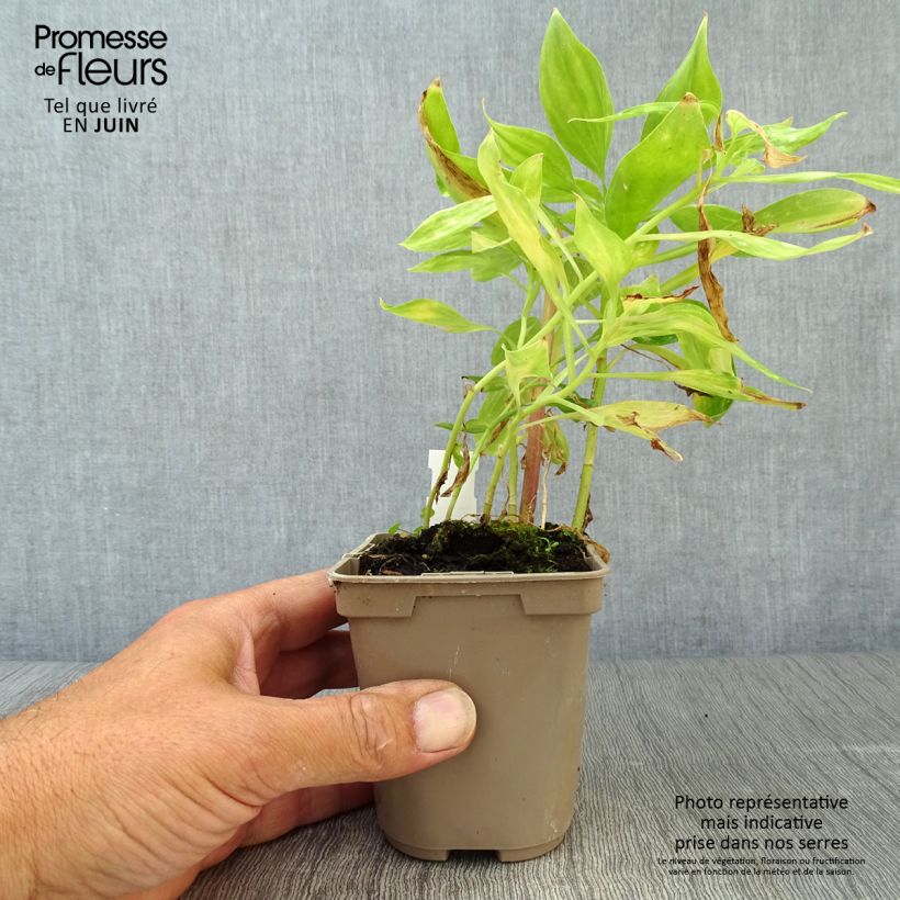 Alstroemeria  uc d'Anjou Jean 8/9 cm pot sample as delivered in summer