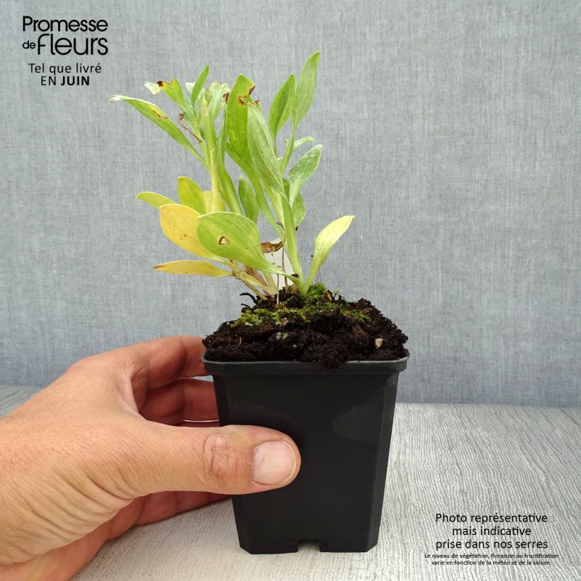 Alstroemeria Duc d'Anjou William 8/9 cm pot sample as delivered in summer
