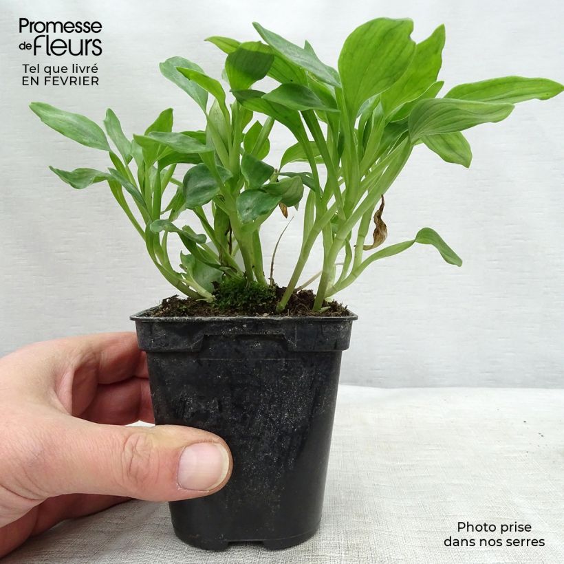 Alstroemeria Duchesses d'Anjou Aliénor 8/9 cm pot sample as delivered in winter