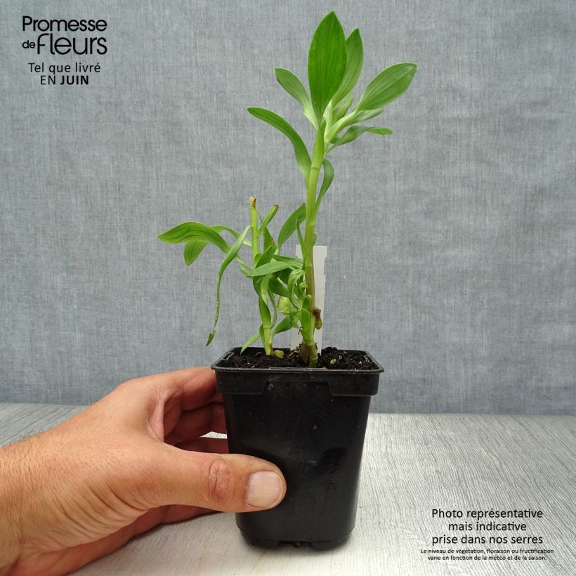 Alstroemeria Duchesses d'Anjou Beatrice 8/9 cm pot sample as delivered in summer