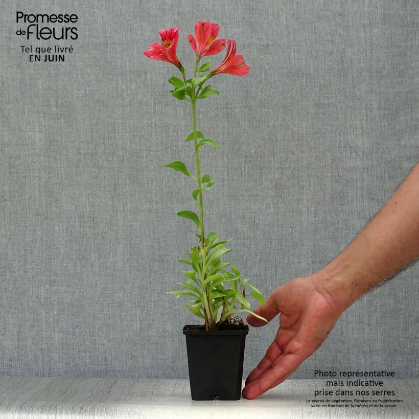 Alstroemeria Duchesses d'Anjou Elisabeth 8/9 cm pot sample as delivered in summer