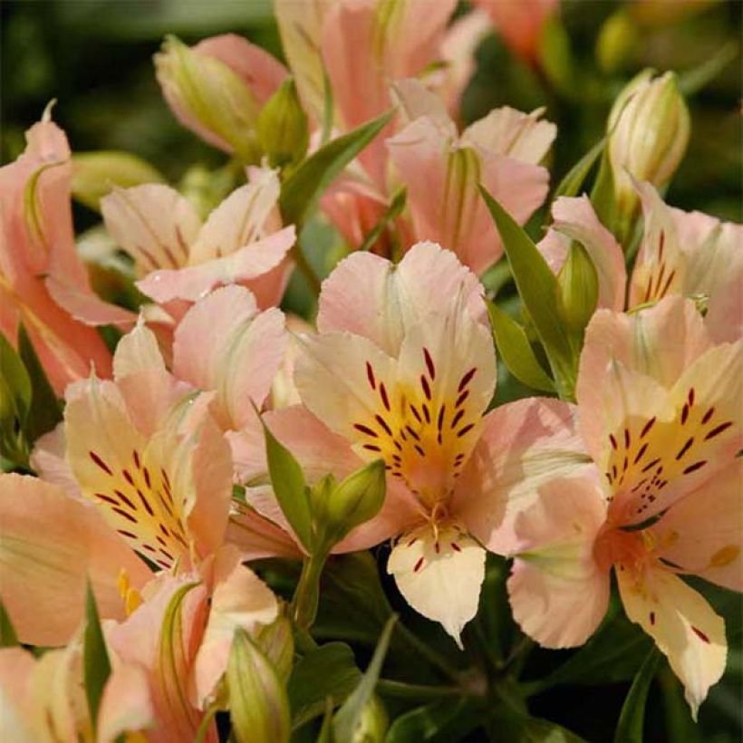 Alstroemeria Inca Coral - Peruvian Lily (Flowering)